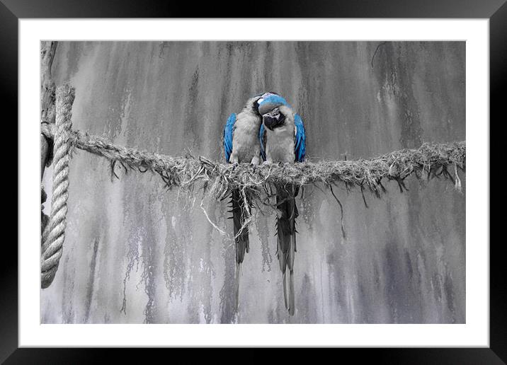 Parrot love Framed Mounted Print by Andrew Pelvin