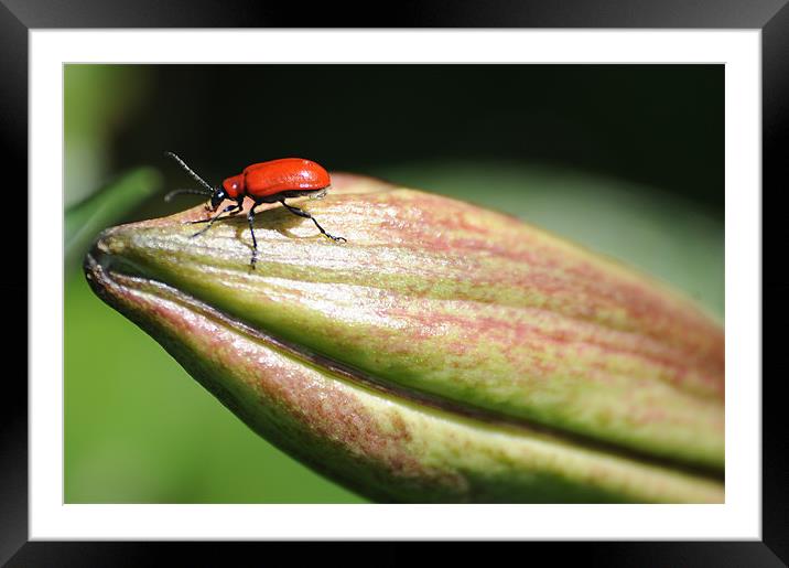 Red Bug on a lilly Framed Mounted Print by Gordon Wheatley