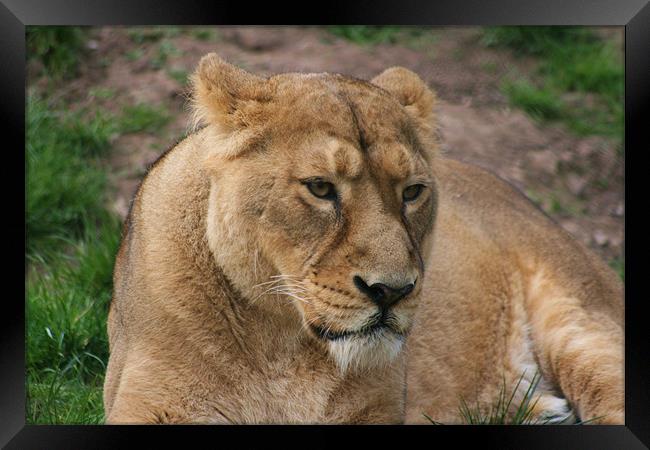 Grumpy lioness Framed Print by charlie Mellow