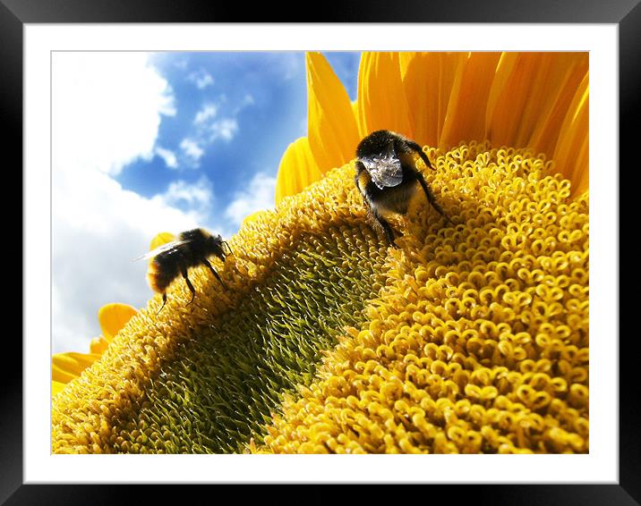 bees Framed Mounted Print by timothy harris