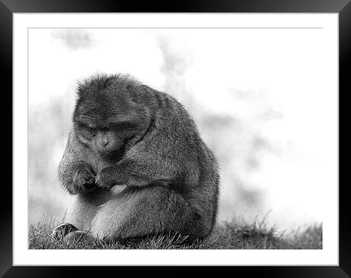 monkey Framed Mounted Print by timothy harris