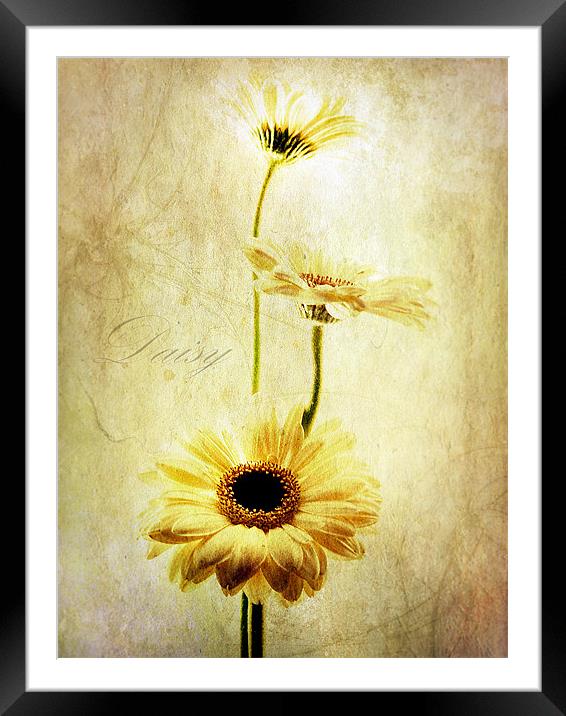 Summer Daisies Framed Mounted Print by Aj’s Images