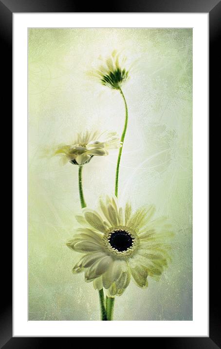 Summer's Breeze Framed Mounted Print by Aj’s Images