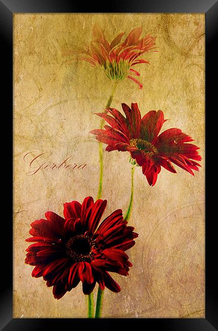 Trio Of Red Framed Print by Aj’s Images