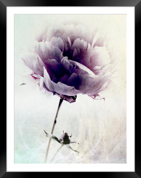 Lavendar Blue Framed Mounted Print by Aj’s Images