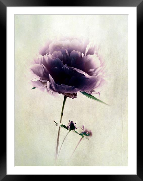 Precious Peony Framed Mounted Print by Aj’s Images