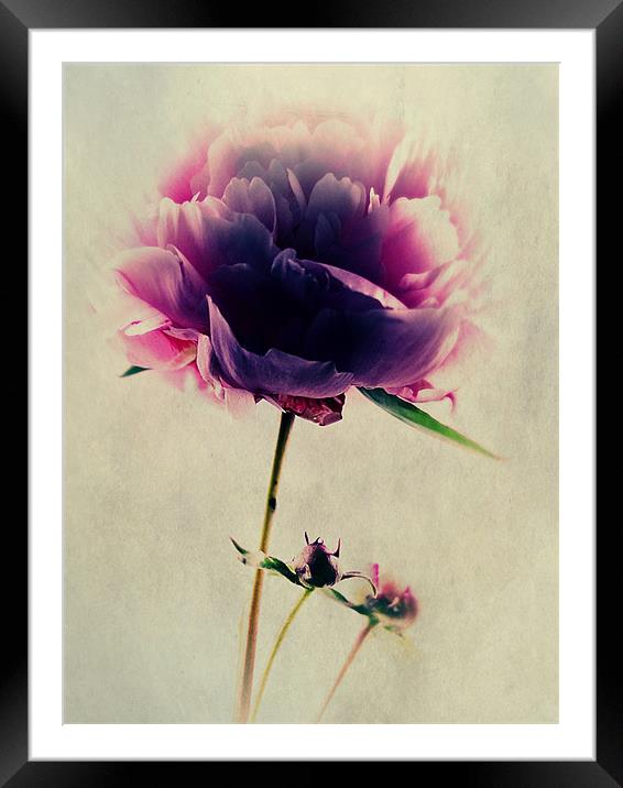 Pink Peony Framed Mounted Print by Aj’s Images