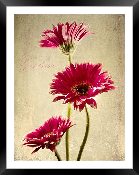 Gerbera Fountain Framed Mounted Print by Aj’s Images