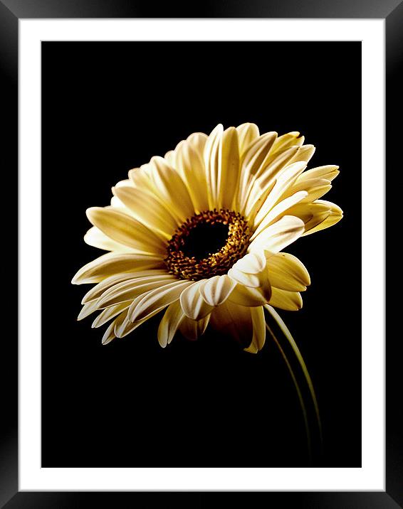 Floral Highlights Framed Mounted Print by Aj’s Images