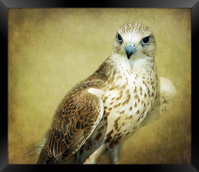 The Saker Falcon Stare Framed Print by Aj’s Images