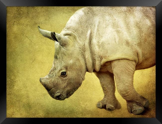 Baby Rhinoceros Framed Print by Aj’s Images