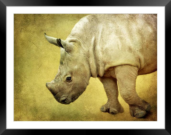 Baby Rhinoceros Framed Mounted Print by Aj’s Images