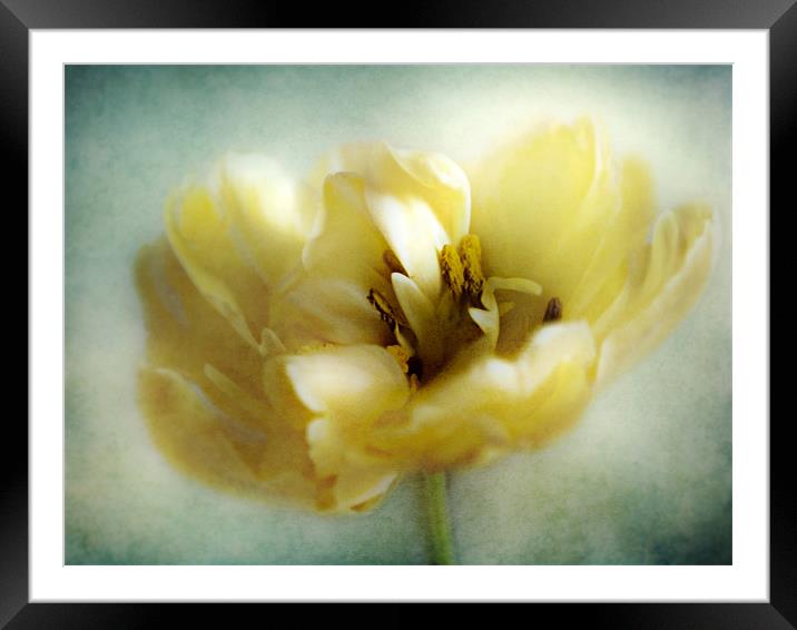 Yellow Tulip Framed Mounted Print by Aj’s Images