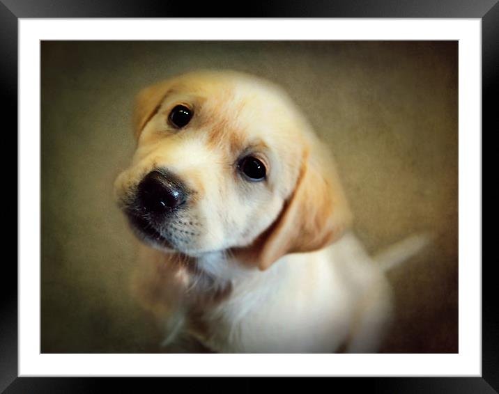 Puppy Love Framed Mounted Print by Aj’s Images