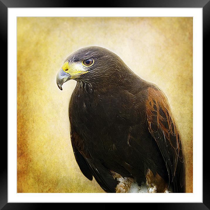 A Harris Hawk Framed Mounted Print by Aj’s Images