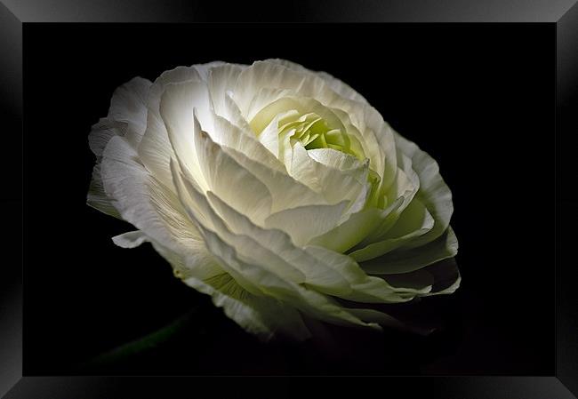 White Ranunculus Framed Print by Aj’s Images