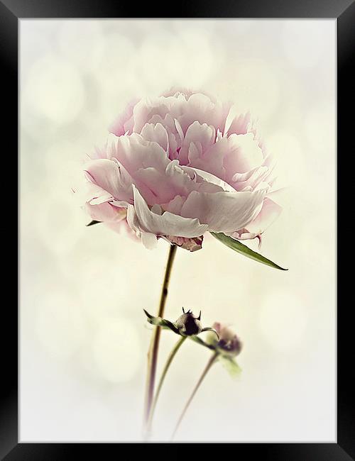 Perfect Peony Framed Print by Aj’s Images