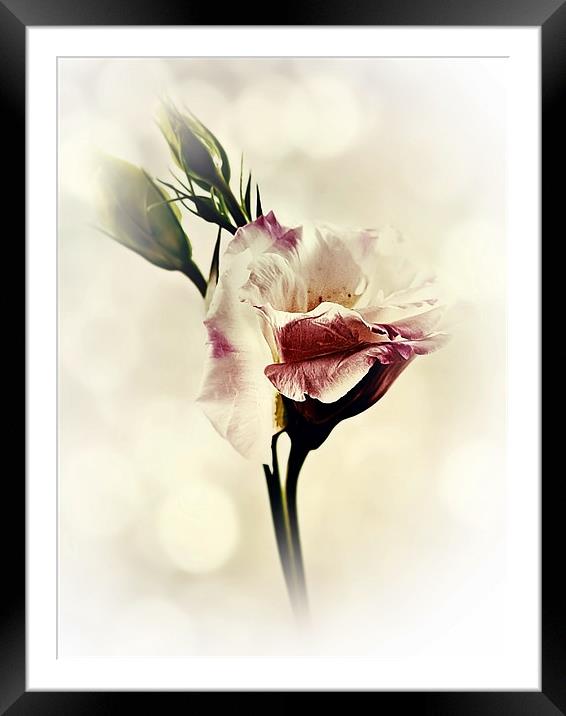 Lovely Lisianthus Framed Mounted Print by Aj’s Images