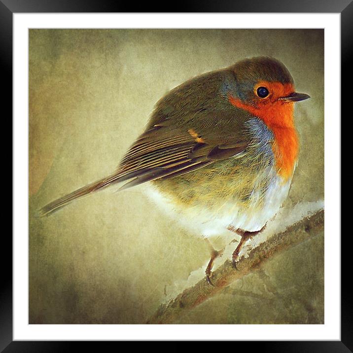 Robin Framed Mounted Print by Aj’s Images