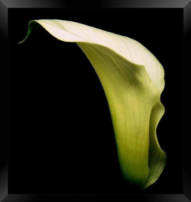 White Calla Lily #1 Framed Print by Aj’s Images