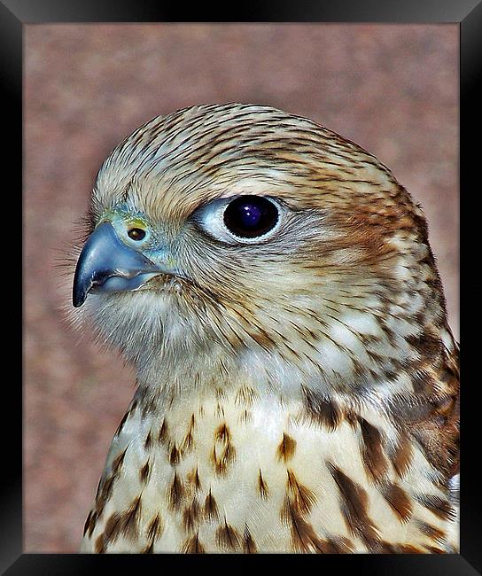 Saker Falcon Framed Print by Aj’s Images