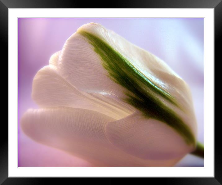 White Tulip Framed Mounted Print by Aj’s Images