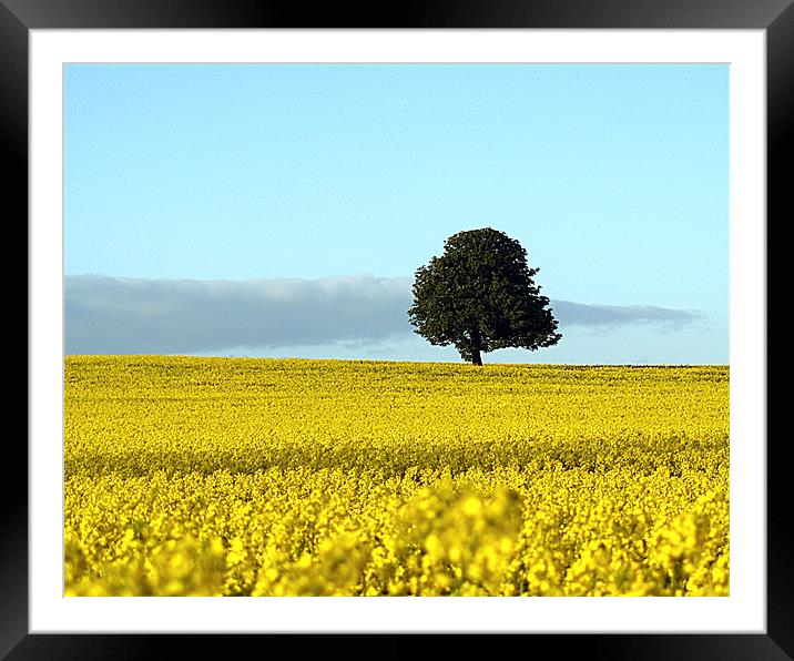 Fife's Golden Fields Of Rapeseed. Framed Mounted Print by Aj’s Images