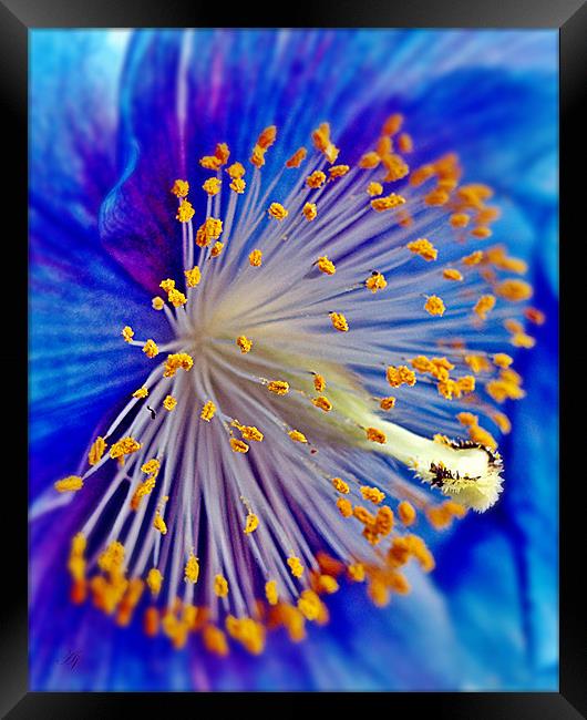 Blue Himalayan Poppy. Framed Print by Aj’s Images