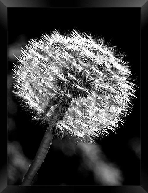 Dandy Days In Black And White. Framed Print by Aj’s Images