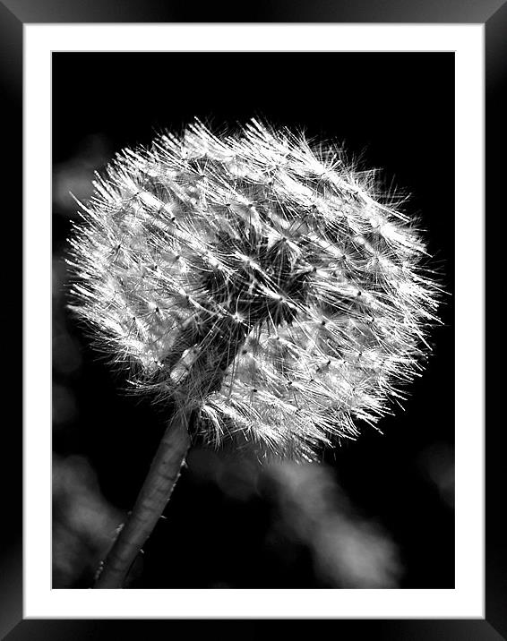 Dandy Days In Black And White. Framed Mounted Print by Aj’s Images
