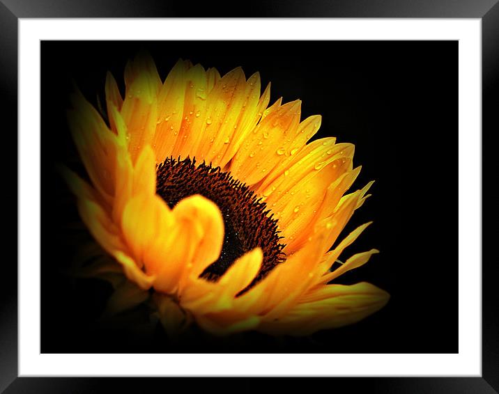 A Sunflower With Waterdrops. Framed Mounted Print by Aj’s Images