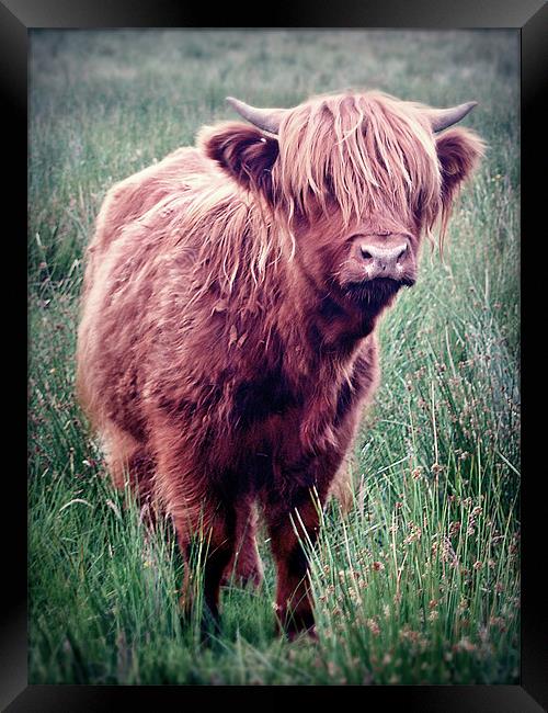 Highland Cow, Scotland. Framed Print by Aj’s Images
