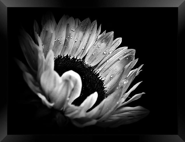 Sunflower Droplets In BW Framed Print by Aj’s Images