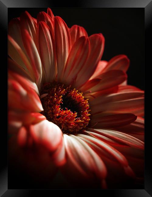 Two Toned Gerbera. Framed Print by Aj’s Images