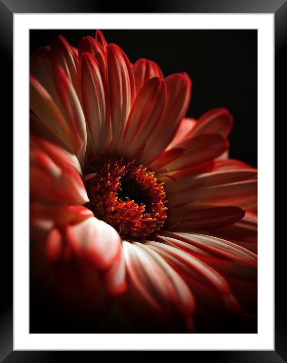 Two Toned Gerbera. Framed Mounted Print by Aj’s Images