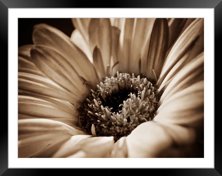 Soft Sepia Gerbera Framed Mounted Print by Aj’s Images