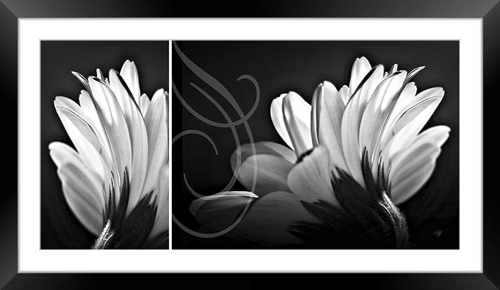Petals Framed Mounted Print by Aj’s Images