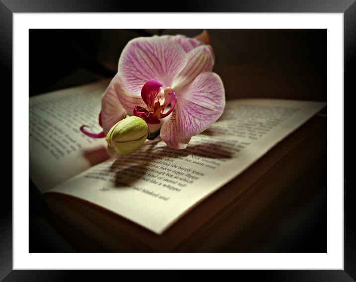 The Story Of An Orchid Framed Mounted Print by Aj’s Images