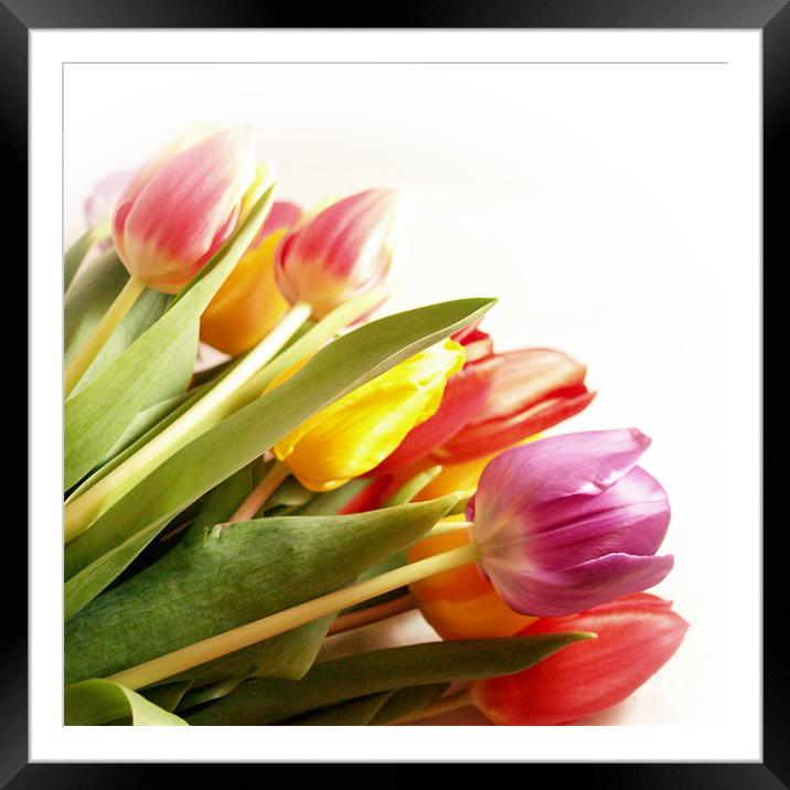 A Tulip Rainbow Framed Mounted Print by Aj’s Images