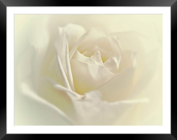 Soft White Rose Framed Mounted Print by Aj’s Images
