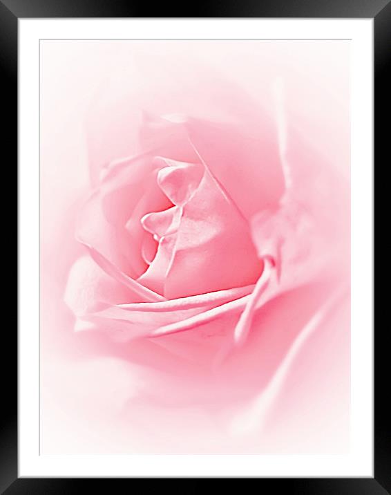 Portrait Of A Rose Framed Mounted Print by Aj’s Images