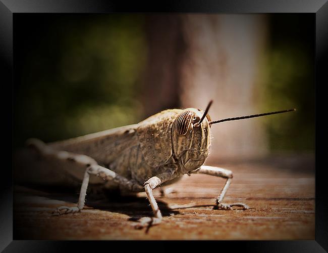 The Locust Siesta Framed Print by Aj’s Images