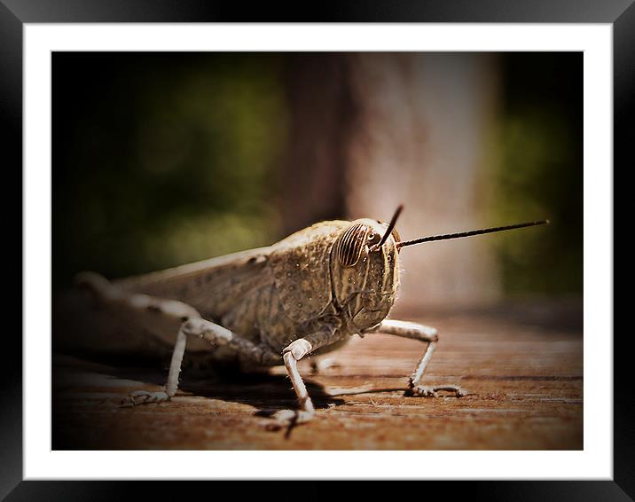 The Locust Siesta Framed Mounted Print by Aj’s Images