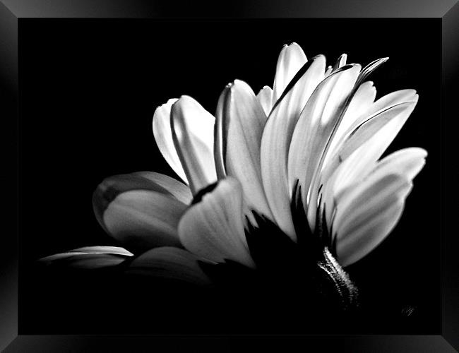 Gerbera In Black And White. Framed Print by Aj’s Images