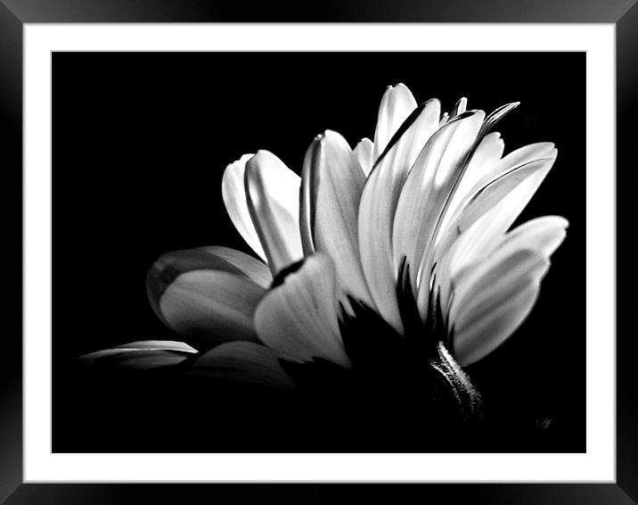 Gerbera In Black And White. Framed Mounted Print by Aj’s Images