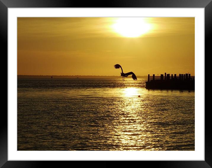Flying into the Sunet Framed Mounted Print by Clay Scarborough