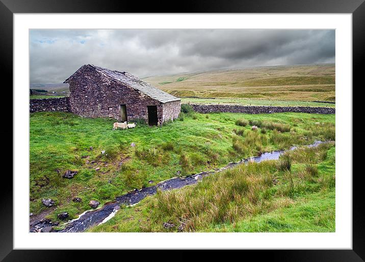 Sheep and barn Framed Mounted Print by Stephen Mole