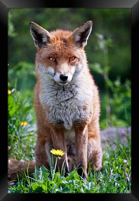 Daisy Fox Framed Print by Stephen Mole