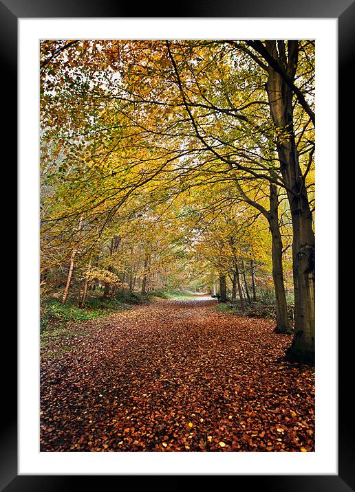 Leafy Pathway Framed Mounted Print by Stephen Mole