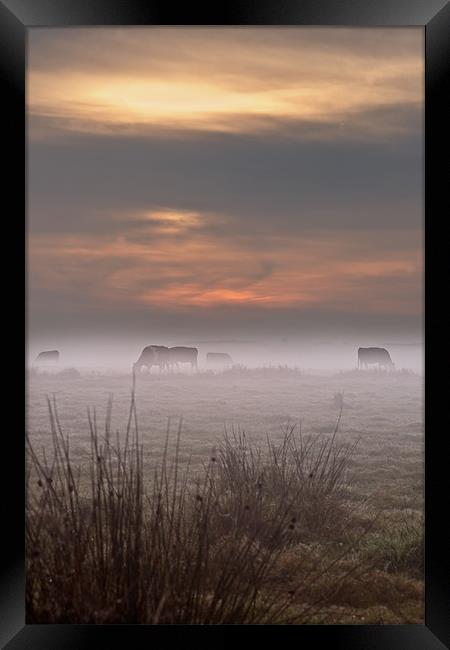 Cows in the mist Framed Print by Stephen Mole